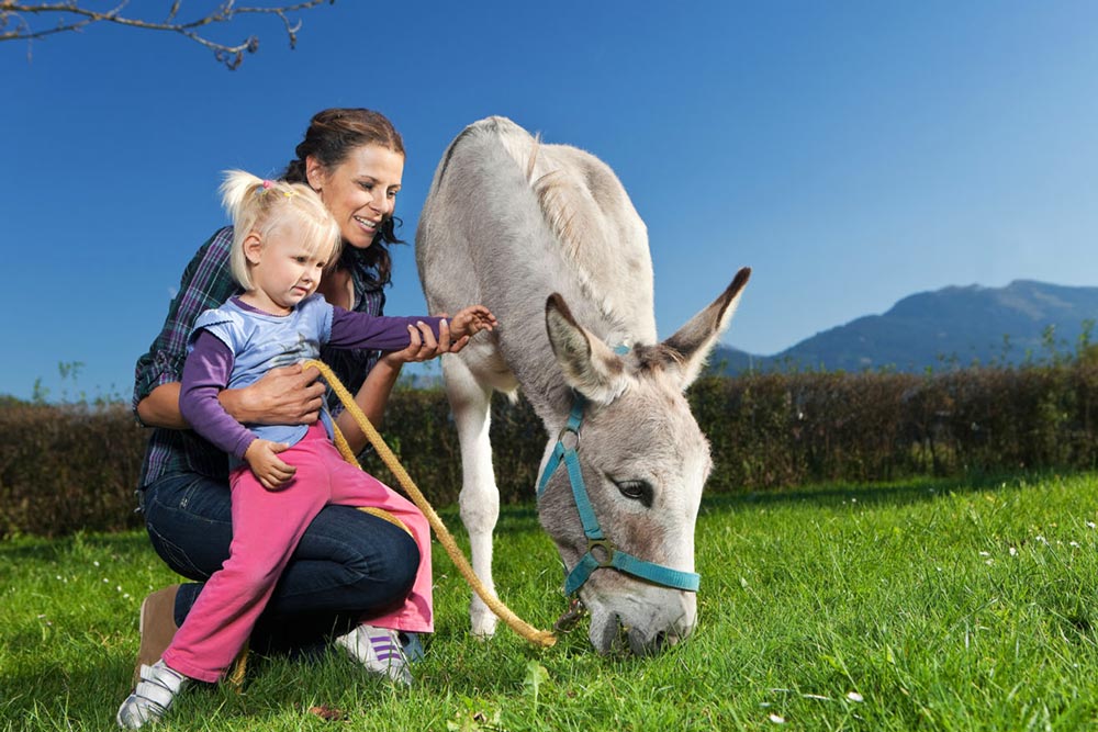 Tiere am Schörhof Tierwelt am Schörhof