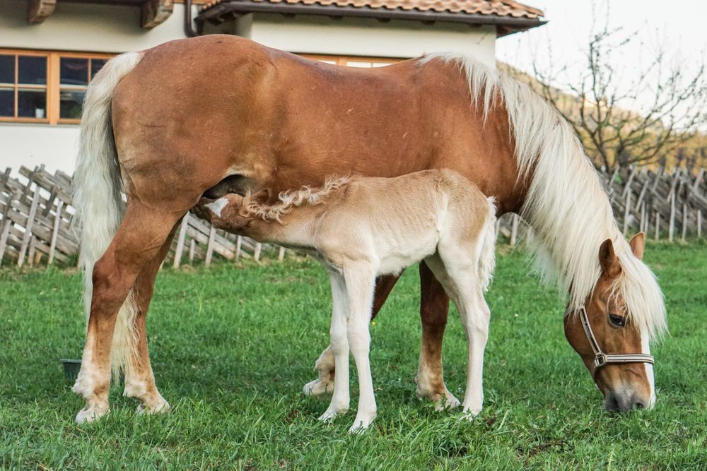 Pferde am Tierparadies Schörhof