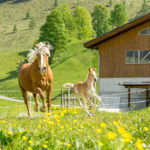 Pferde am Tierparadies Schörhof